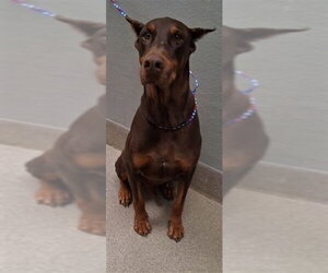 Doberman Pinscher-Unknown Mix Dogs for adoption in Las Vegas, NV, USA