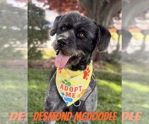Poodle (Standard)-Unknown Mix Dogs for adoption in Sandy, UT, USA