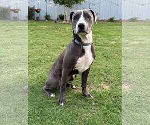 Mutt Dogs for adoption in Greenville, SC, USA