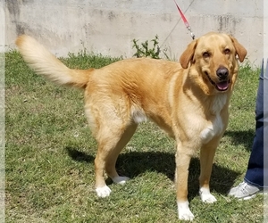 Golden Pyrenees Dogs for adoption in Junction, TX, USA