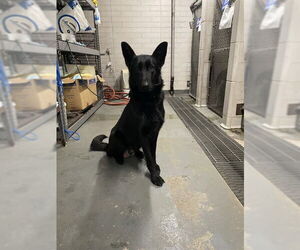 German Shepherd Dog Dogs for adoption in Stockton, CA, USA