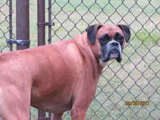 Boxer Dogs for adoption in Grovetown, GA, USA