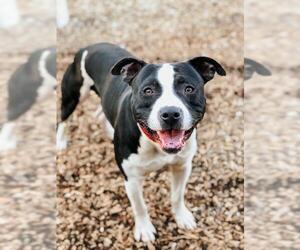 Staffordshire Bull Terrier-Unknown Mix Dogs for adoption in Peachtree City, GA, USA