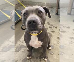 Mutt Dogs for adoption in Camarillo, CA, USA