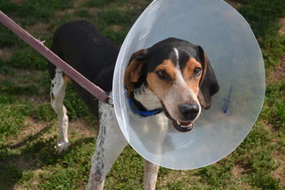 Coonhound Dogs for adoption in Akron, OH, USA