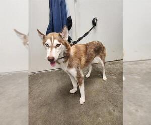 Siberian Husky Dogs for adoption in Rosenberg, TX, USA