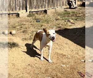 Mutt Dogs for adoption in Shreveport, LA, USA