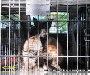 German Shepherd Dog Dogs for adoption in West Palm Beach, FL, USA
