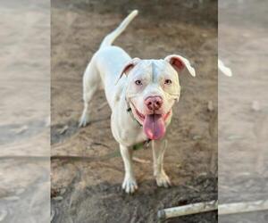 Medium Photo #1 Mutt Puppy For Sale in Santa Barbara, CA, USA