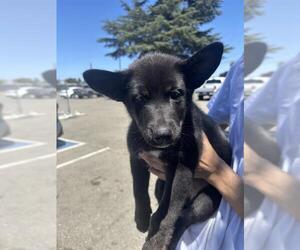 Mutt Dogs for adoption in Stockton, CA, USA