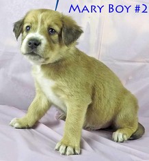 Sheprador Dogs for adoption in Griffin, GA, USA