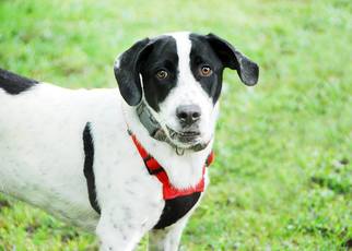 Pointer-Unknown Mix Dogs for adoption in Memphis, TN, USA