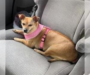 Chihuahua Dogs for adoption in Fort Lauderdale, FL, USA