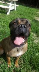 Bullmastiff-Unknown Mix Dogs for adoption in Pacolet, SC, USA
