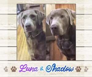 Labrador Retriever Dogs for adoption in Limerick, ME, USA