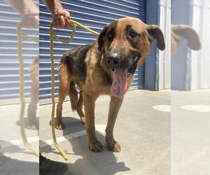 German Shepherd Dog Dogs for adoption in Bakersfield, CA, USA