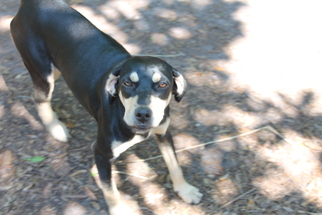 Black and Tan Coonhound-Unknown Mix Dogs for adoption in Wauchula, FL, USA