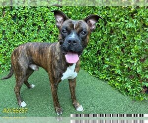 Boxer Dogs for adoption in West Palm Beach, FL, USA