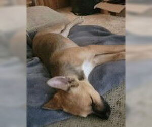 Chihuahua Dogs for adoption in Tracy, CA, USA