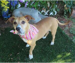 Carolina Dog-Dachshund Mix Dogs for adoption in Oklahoma City, OK, USA