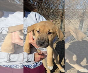 Mutt Dogs for adoption in Estherville, IA, USA