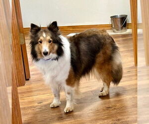 Mutt Dogs for adoption in Wamego, KS, USA