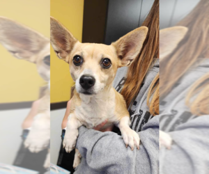 Chiweenie Dogs for adoption in Bridgewater, NJ, USA