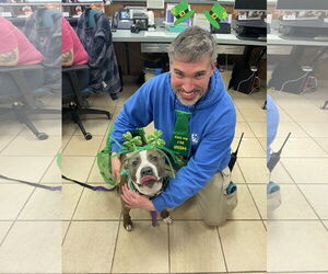American Pit Bull Terrier Dogs for adoption in Virginia Beach, VA, USA