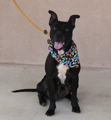 Staffordshire Bull Terrier-Unknown Mix Dogs for adoption in Lytle, TX, USA