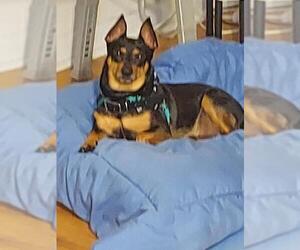 American Rat Pinscher Dogs for adoption in Jackson Township, NJ, USA