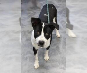 Labrador Retriever-Unknown Mix Dogs for adoption in Thief River Falls, MN, USA
