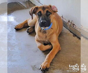 Black Mouth Cur-Unknown Mix Dogs for adoption in Washington, DC, USA