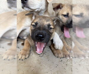 Black Mouth Cur-Unknown Mix Dogs for adoption in Oklahoma City, OK, USA