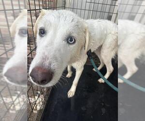 Siberian Husky-Unknown Mix Dogs for adoption in San Antonio, TX, USA