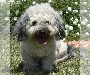 Bichpoo Dogs for adoption in Palo Alto, CA, USA
