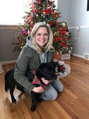 Medium Photo #1 Basset Hound-Labrador Retriever Mix Puppy For Sale in Northville, MI, USA