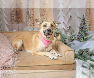 Mutt Dogs for adoption in Brewster, NY, USA