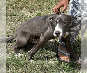 Mutt Dogs for adoption in Augusta, GA, USA