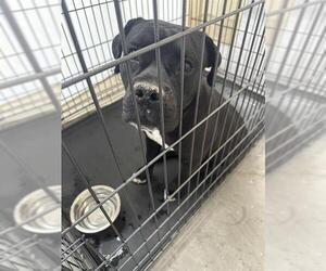 American Pit Bull Terrier-Unknown Mix Dogs for adoption in Las Vegas, NV, USA