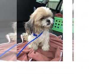 Shih Tzu Dogs for adoption in Spring, TX, USA