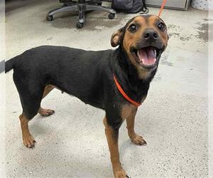 Mutt Dogs for adoption in Stockton, CA, USA