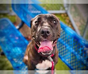 American Pit Bull Terrier Dogs for adoption in Orlando, FL, USA