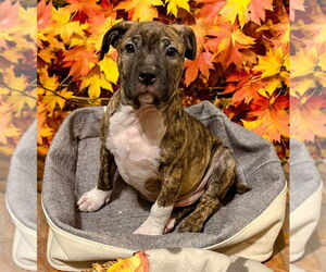 Mutt Dogs for adoption in FRAMINGHAM, MA, USA