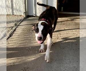 American Bulldog-Unknown Mix Dogs for adoption in Williston, FL, USA