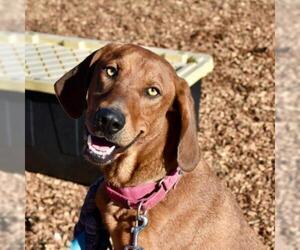 Coonhound Dogs for adoption in Riverwoods, IL, USA