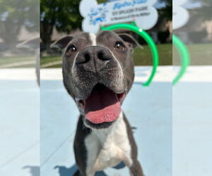 American Pit Bull Terrier Dogs for adoption in La Porte, IN, USA