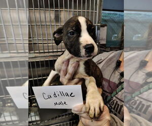 American Pit Bull Terrier-Unknown Mix Dogs for adoption in Evansville, IN, USA
