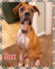 Boxer Dogs for adoption in Jasper, IN, USA