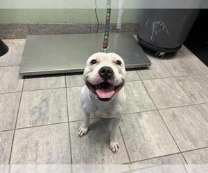 American Staffordshire Terrier-Unknown Mix Dogs for adoption in Grand Prairie, TX, USA