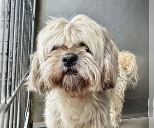 Maltese-Unknown Mix Dogs for adoption in San Bernardino, CA, USA